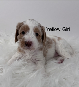 Yellow girl 